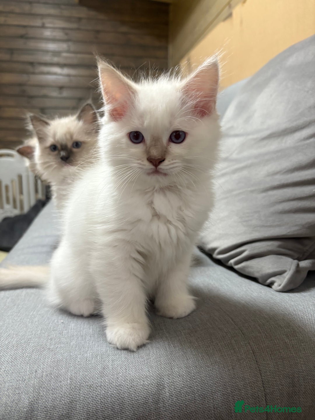 Ragdoll cats for sale: GCCF REGISTERED RAGDOLL KITTENS. 4  BOYS - Image 9