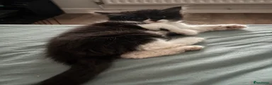 Mixed Breed Kitten 2