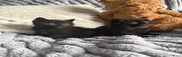 British Shorthair cats for sale: BRITTISH SHORT HAIR X - Advert 6