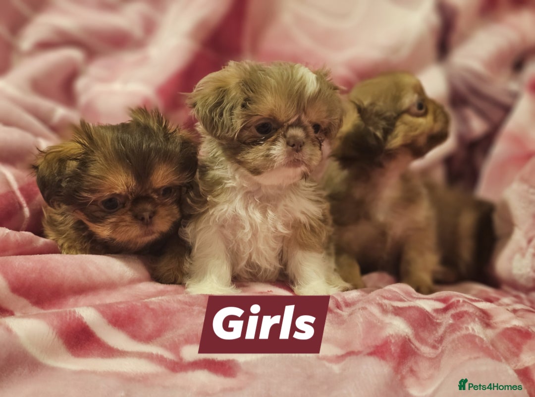 Shih Tzu dogs for sale: Beautiful shih tzu puppies  - Advert 11
