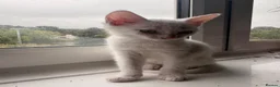 Mixed Breed cats for sale: Beautiful Kittens  - Advert 17