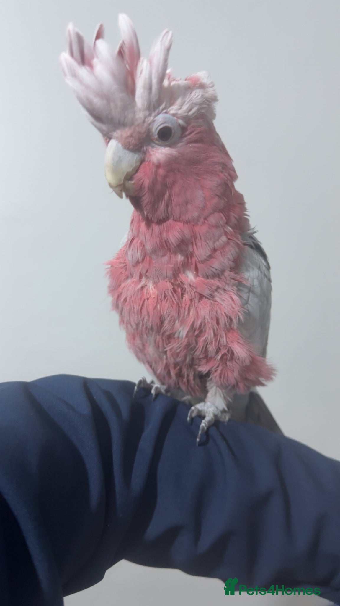 Budgerigars birds Silly tame and talking galah cockatoo with cage  - Advert 3