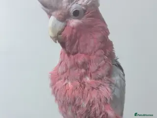 Budgerigars birds Silly tame and talking galah cockatoo with cage - Advert 3