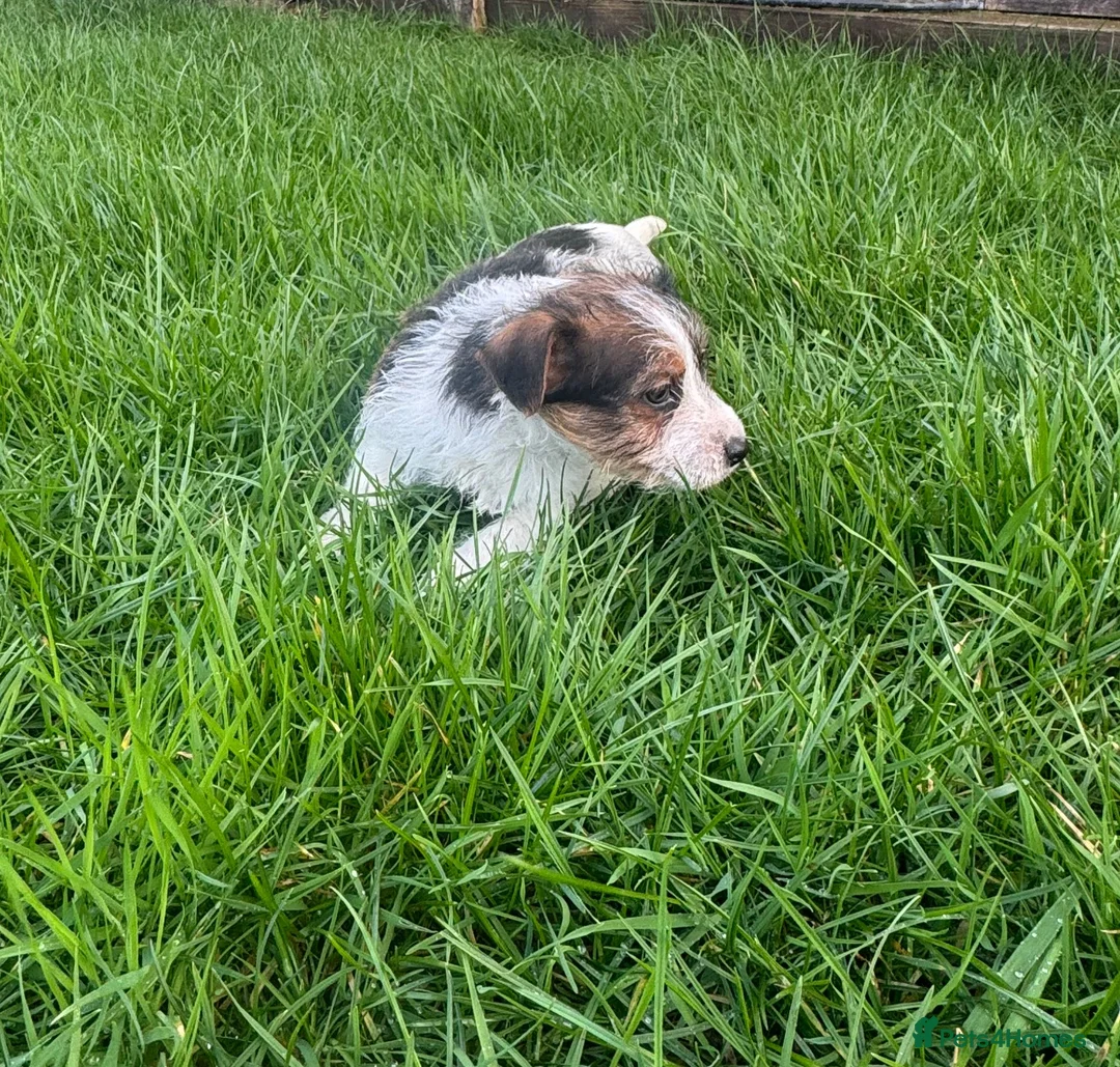 Jack Russell dogs for sale: 3 male tricolour long haired jackrussel puppies  - Advert 5