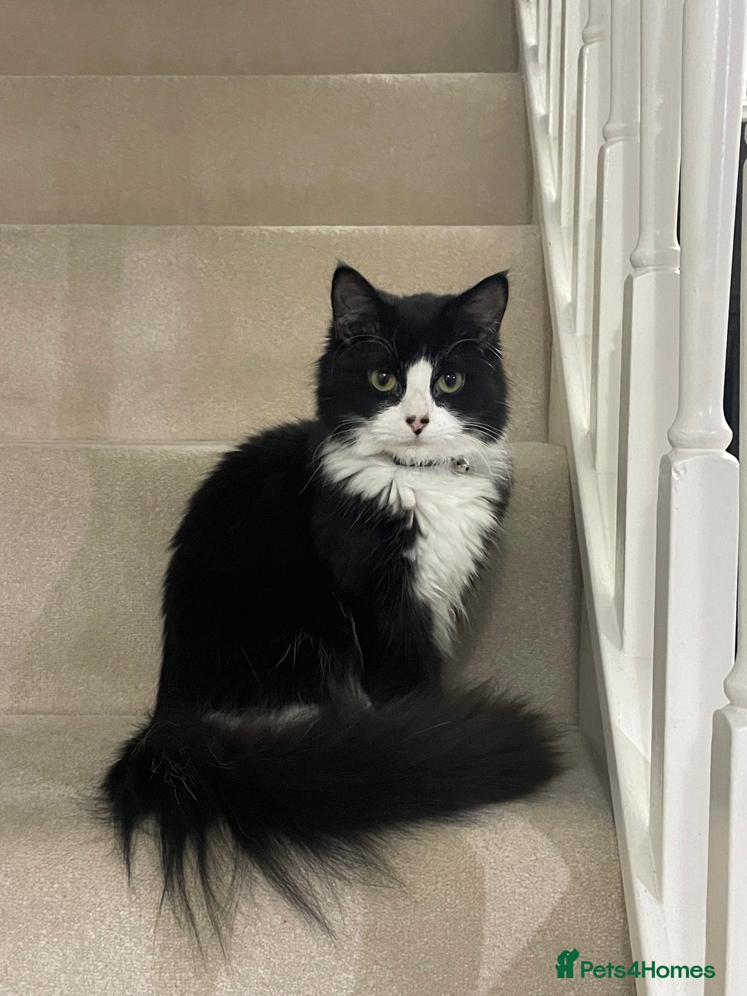 Mixed Breed cats for sale: Fluffy playful female kittens for sale - Advert 4