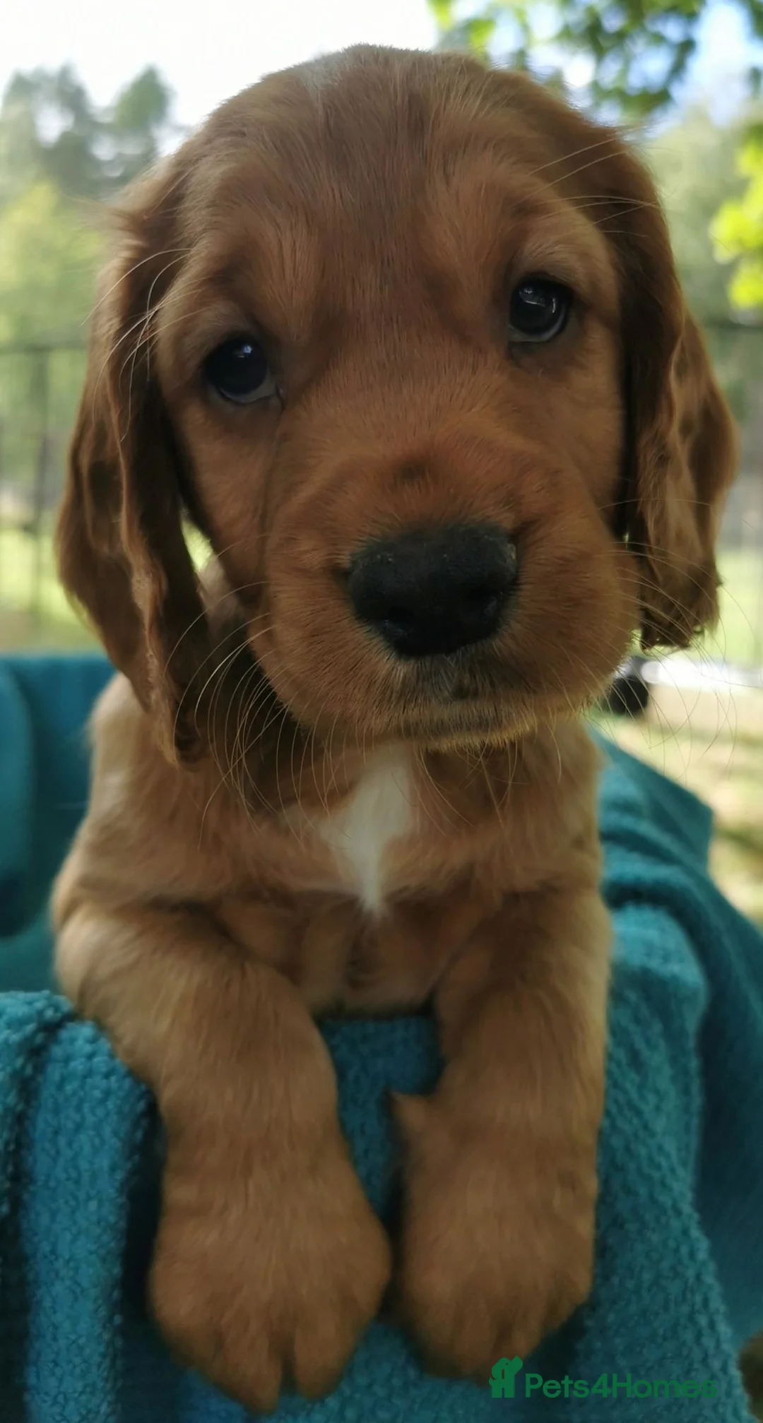 Cocker Spaniel dogs for sale: Cocker Spaniel Pups - Advert 2