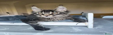 black tabby female