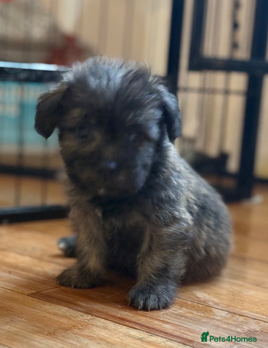 Mixed Breed dogs for sale: Fluffy Frenchie x Jackapoo  - Image 10