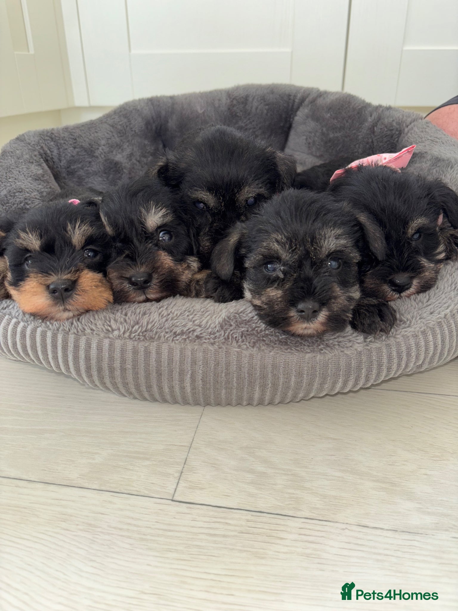 Miniature Schnauzer dogs 💕Adorable miniature schnauzer puppies💕 - Advert 1