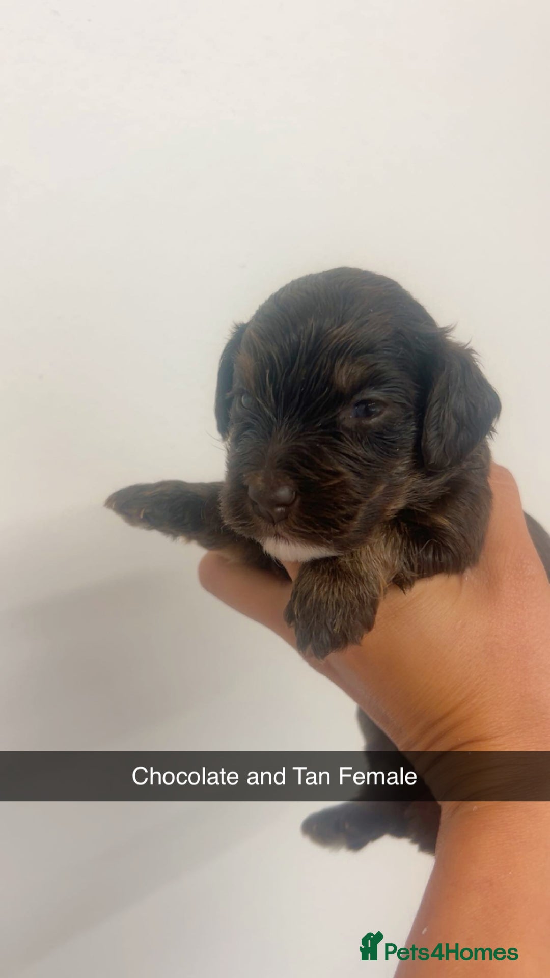 Cockapoo dogs for sale: Beautiful cockapoo family litter  - Image 5