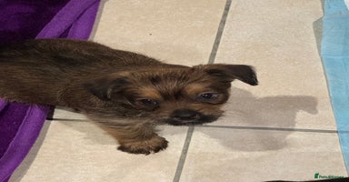 Chorkie dogs - Advert 9