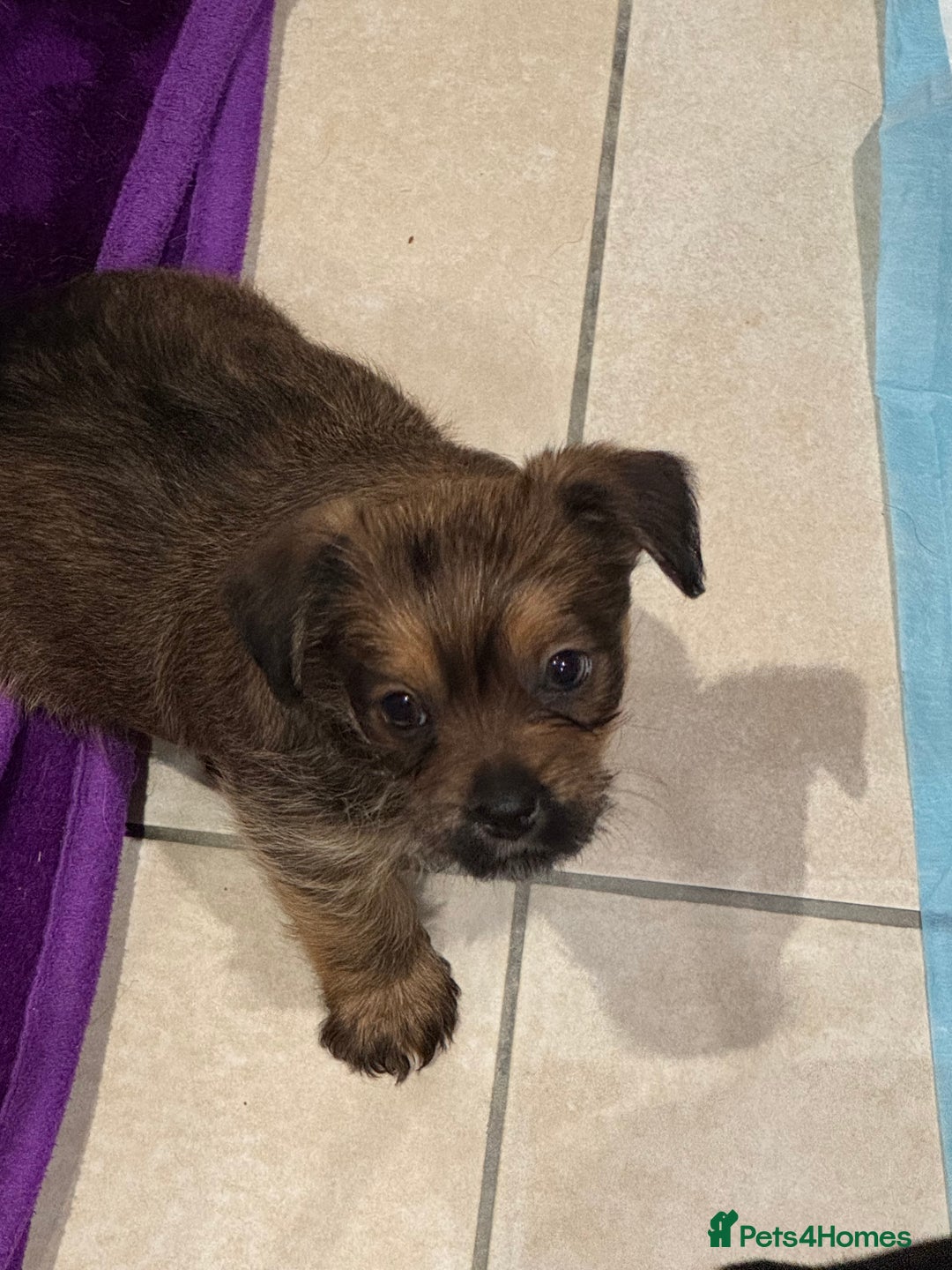 Chorkie dogs for sale: Chorkie puppies girl and boy Ready for home now - Image 5