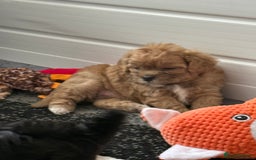 Maltipoo dogs for sale: Outstanding Malshipoo puppies - Image 30