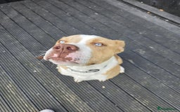 Mixed Breed dogs for sale: Beau  - Image 2