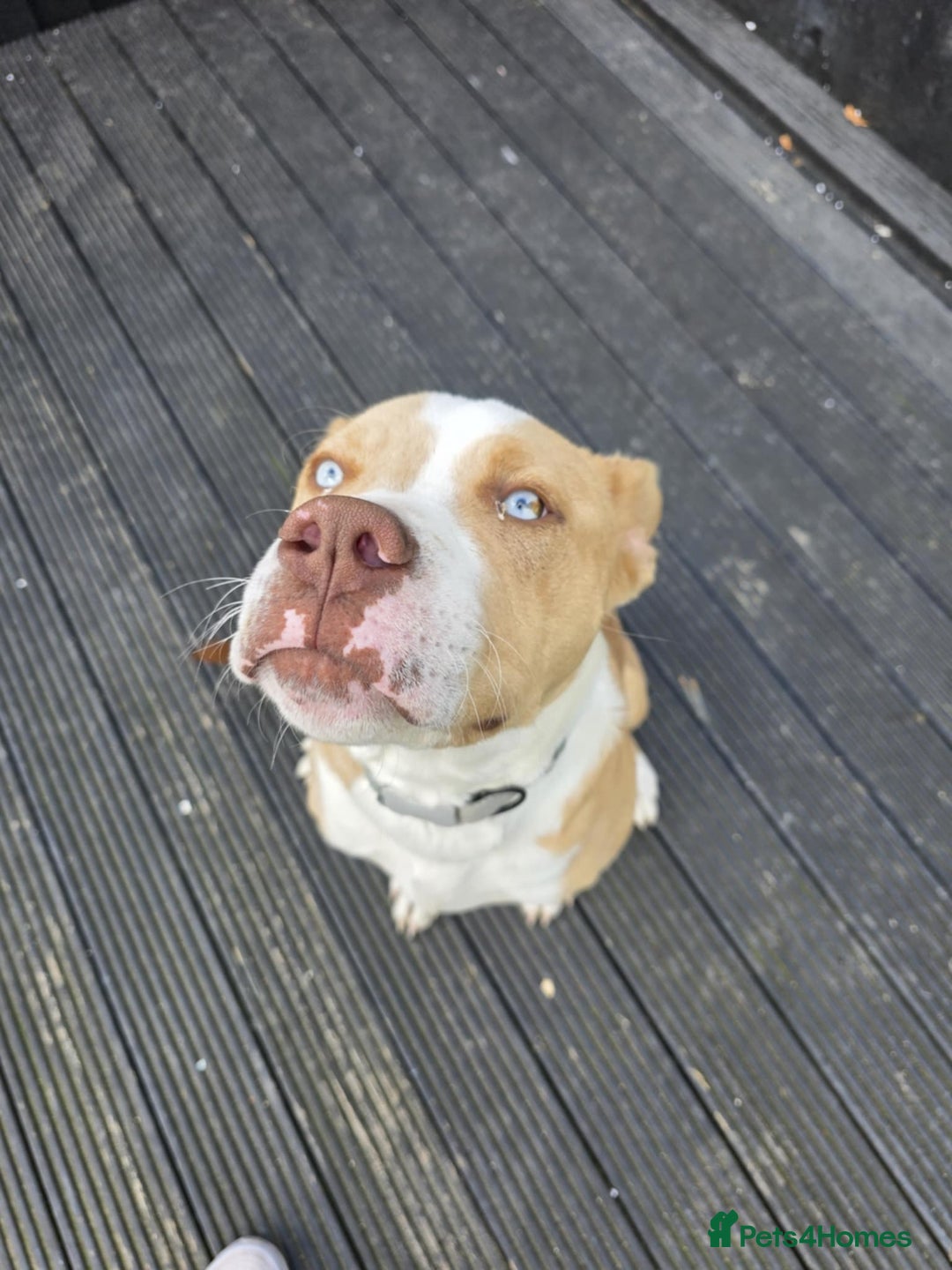 Mixed Breed dogs for sale: Beau  - Image 2