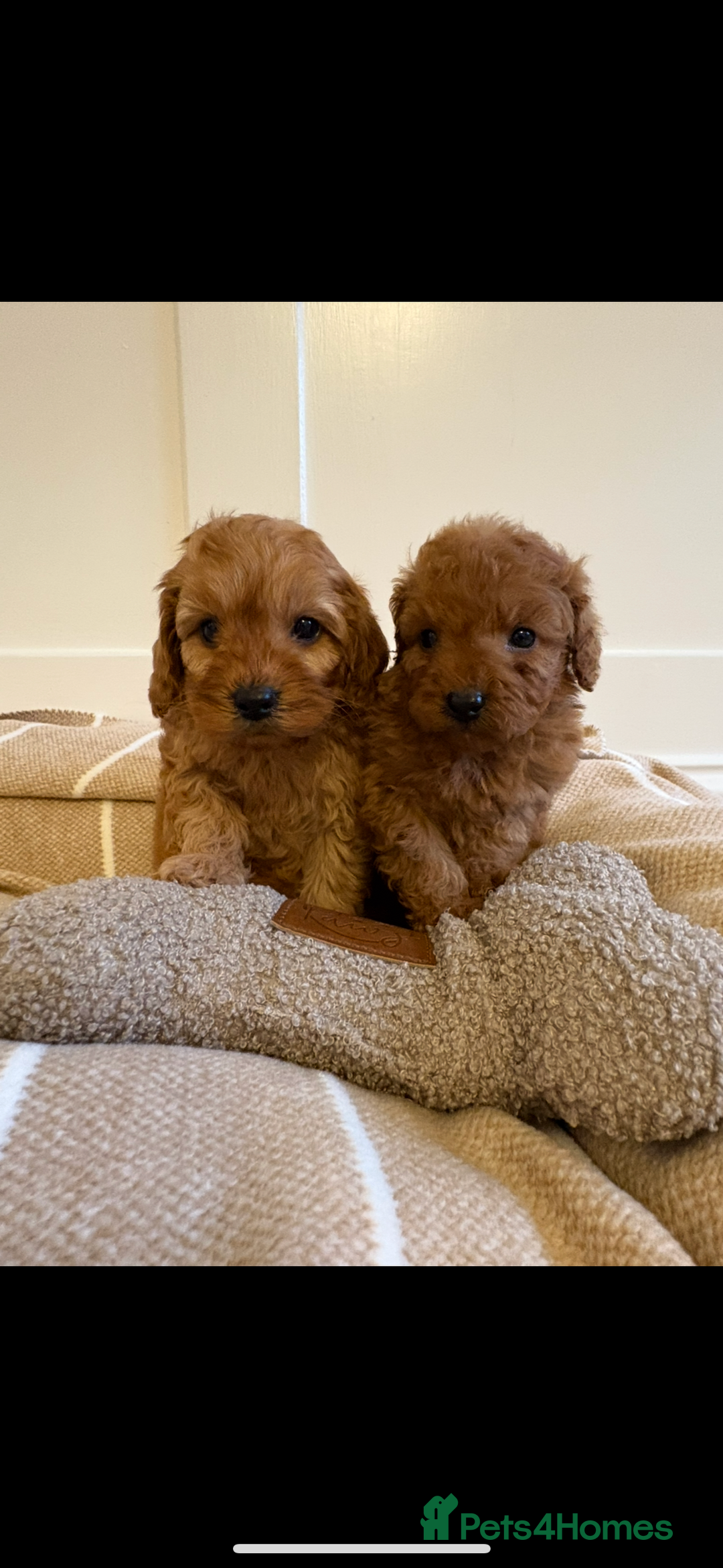 Cavapoo dogs for sale: LICENSED BREEDER QUALITY HEALTH TESTED CAVAPOOS - Advert 8