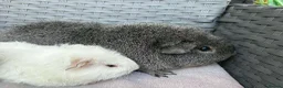 Guinea Pig rodents for sale: Bonded boars - Advert 3