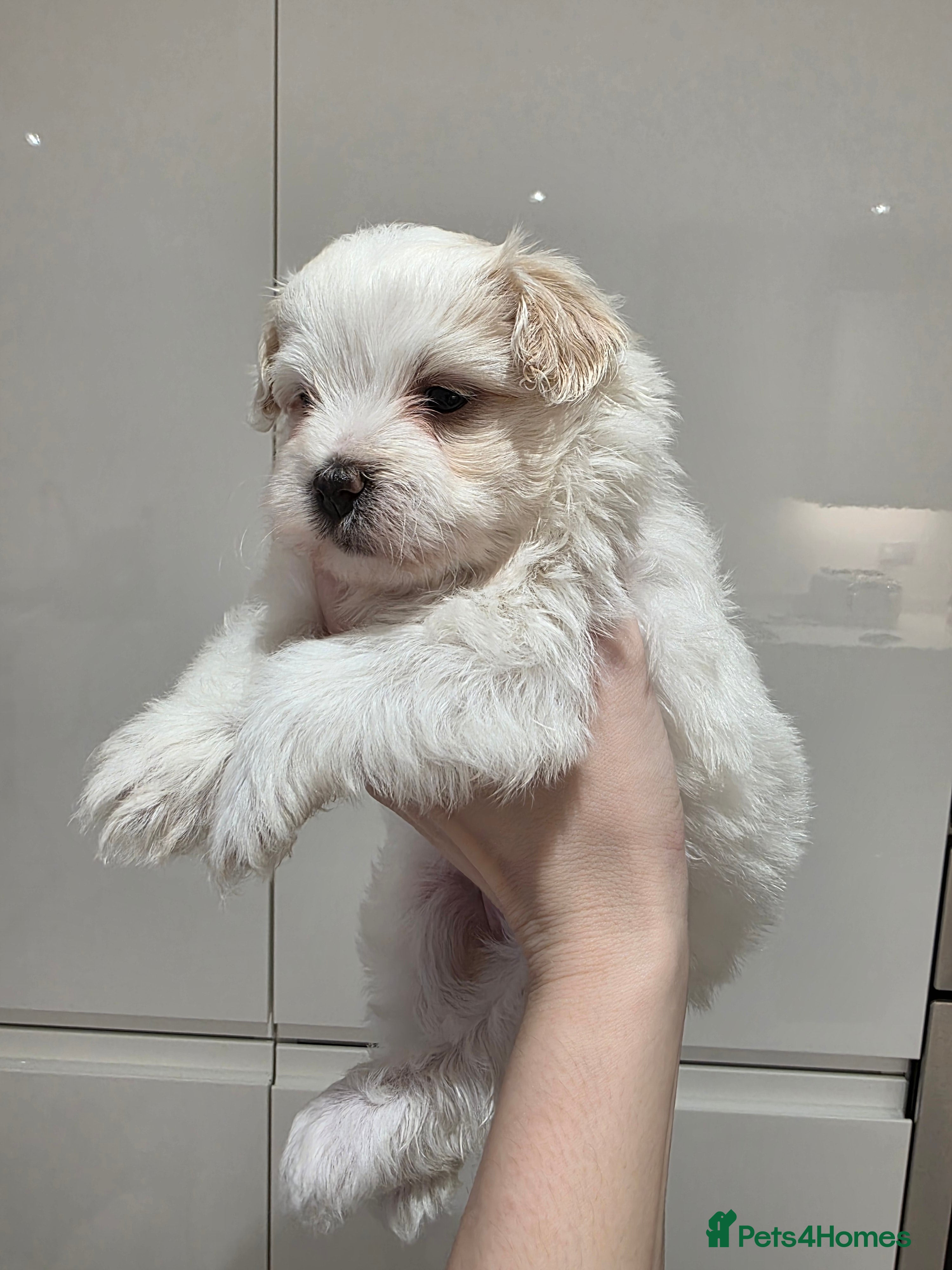 Maltipoo dogs Beautiful f1 korean maltipoo males - Advert 3