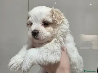 Maltipoo dogs Beautiful f1 korean maltipoo males - Advert 3