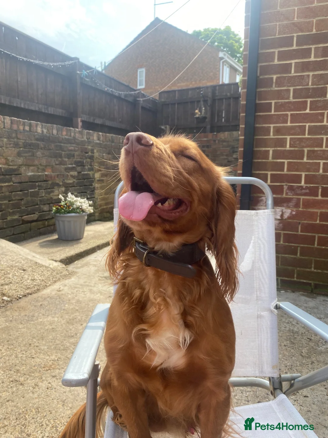 Cocker Spaniel dogs for sale: Beautiful ginger cocker spaniel boy  in Chester-le-Street - Advert 2