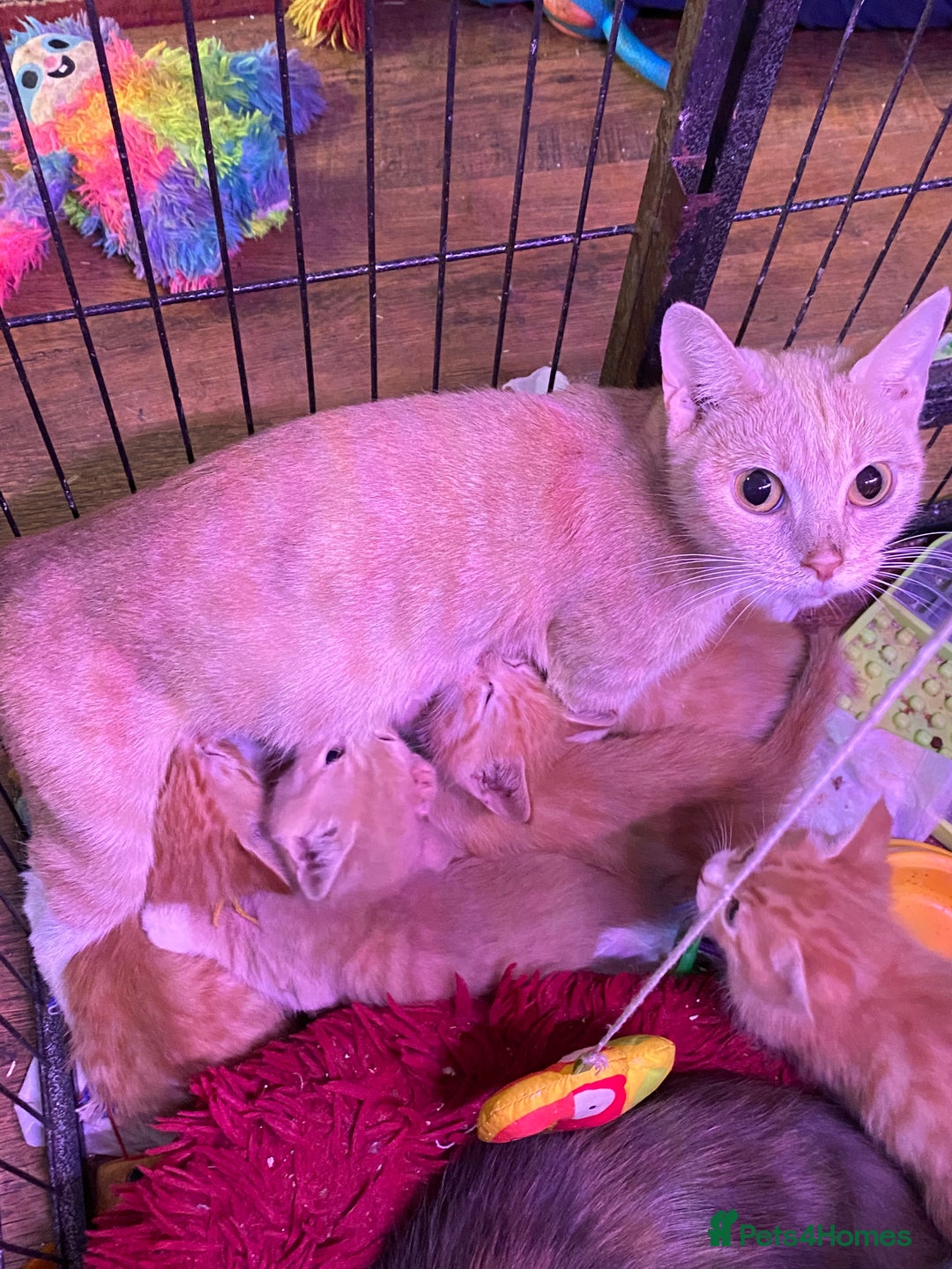 Maine Coon cats for sale: Maine Coon, BSH moggy mix - Advert 4