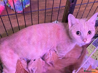 Maine Coon cats Main coin,BSH moggy mix - Advert 2