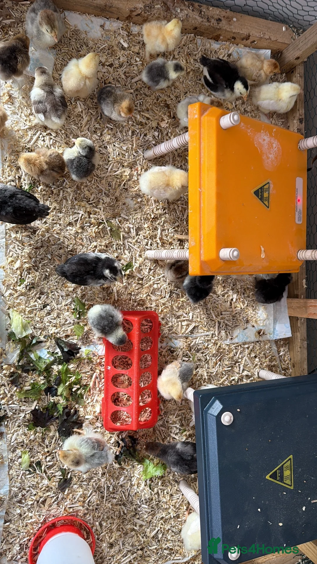 Chickens poultry for sale: Day old chicks  - Advert 2