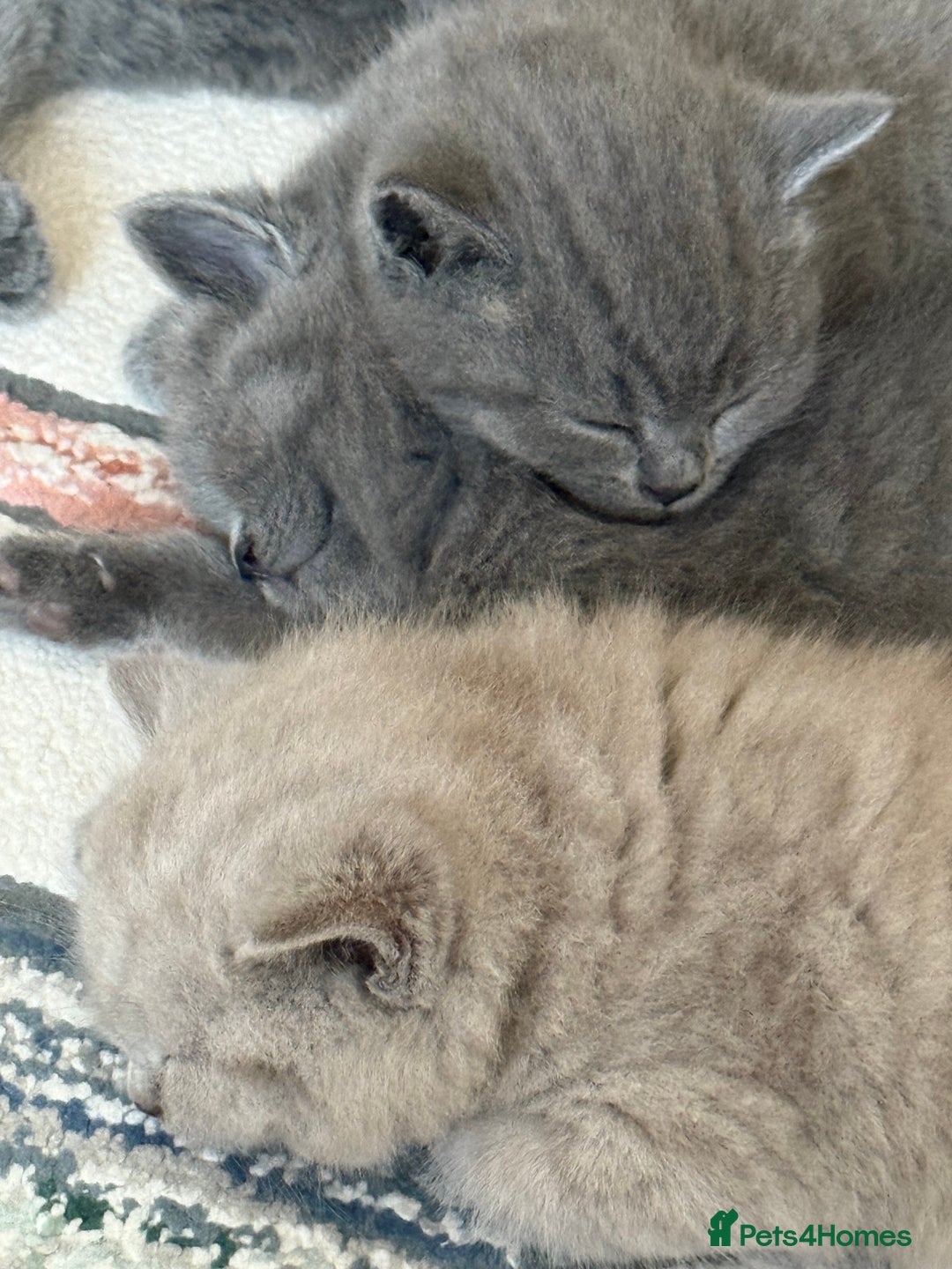 British Shorthair cats for sale: Gorgeous Kittens Ready to Find Their Forever Homes - Image 26