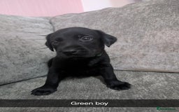 Labrador Retriever dogs for sale: Labrador puppys - Image 2