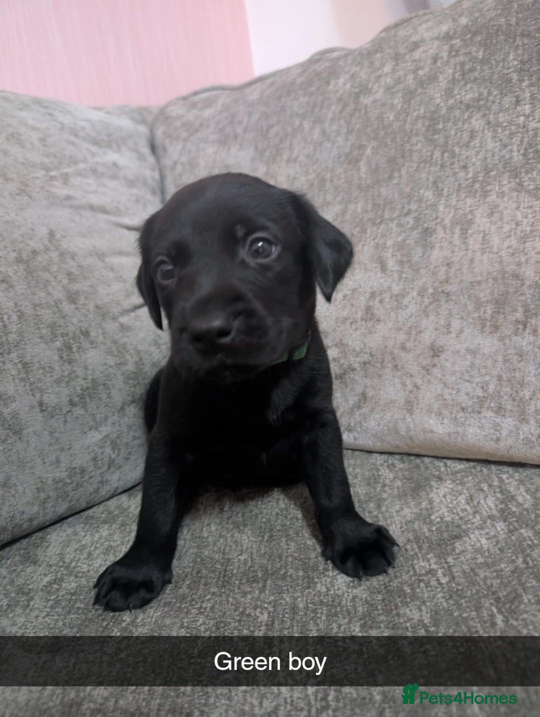 Labrador Retriever dogs for sale: Labrador puppys - Image 2
