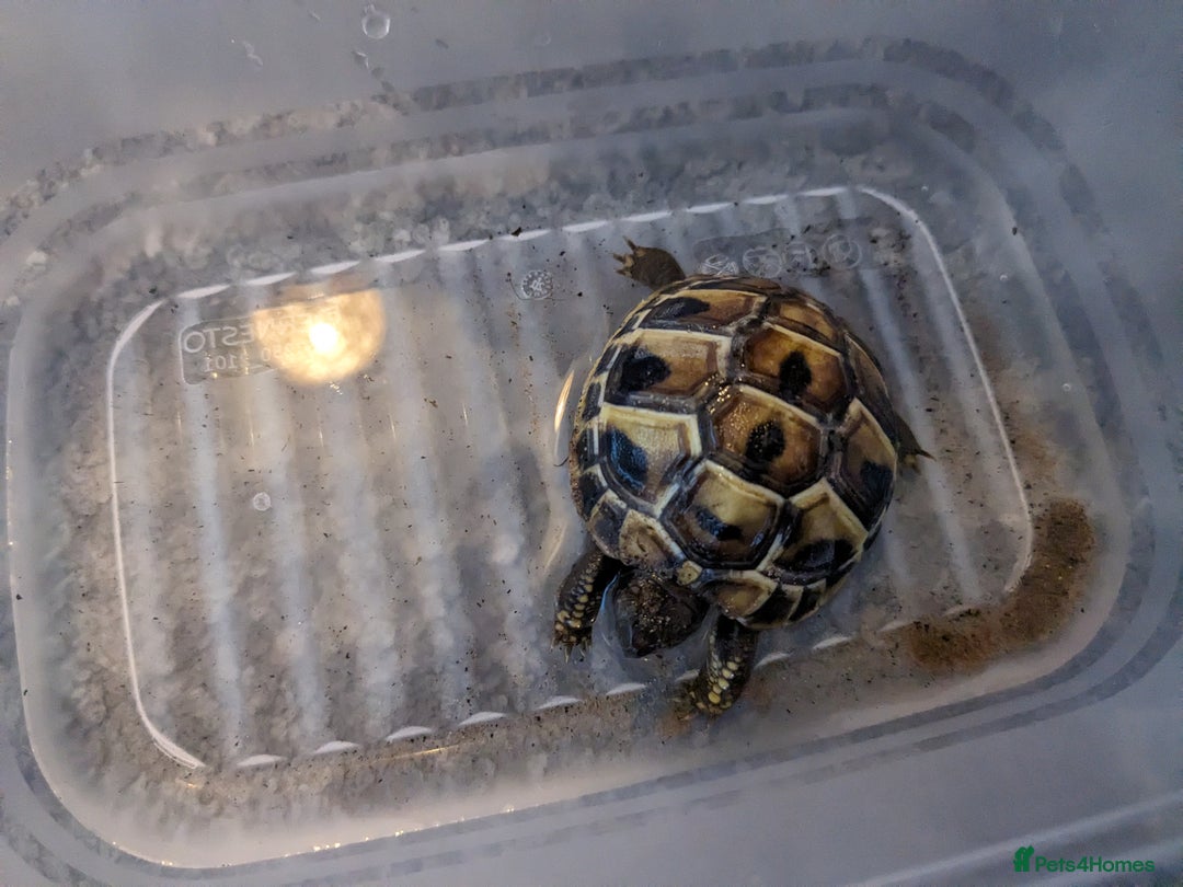 Tortoise reptiles for sale: Horsefield tortoise complete with everything - Advert 5