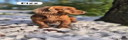 Cocker Spaniel dogs for sale: KC Reg Stunning Red Working Cocker Pups - Kent in Tunbridge Wells - Advert 5
