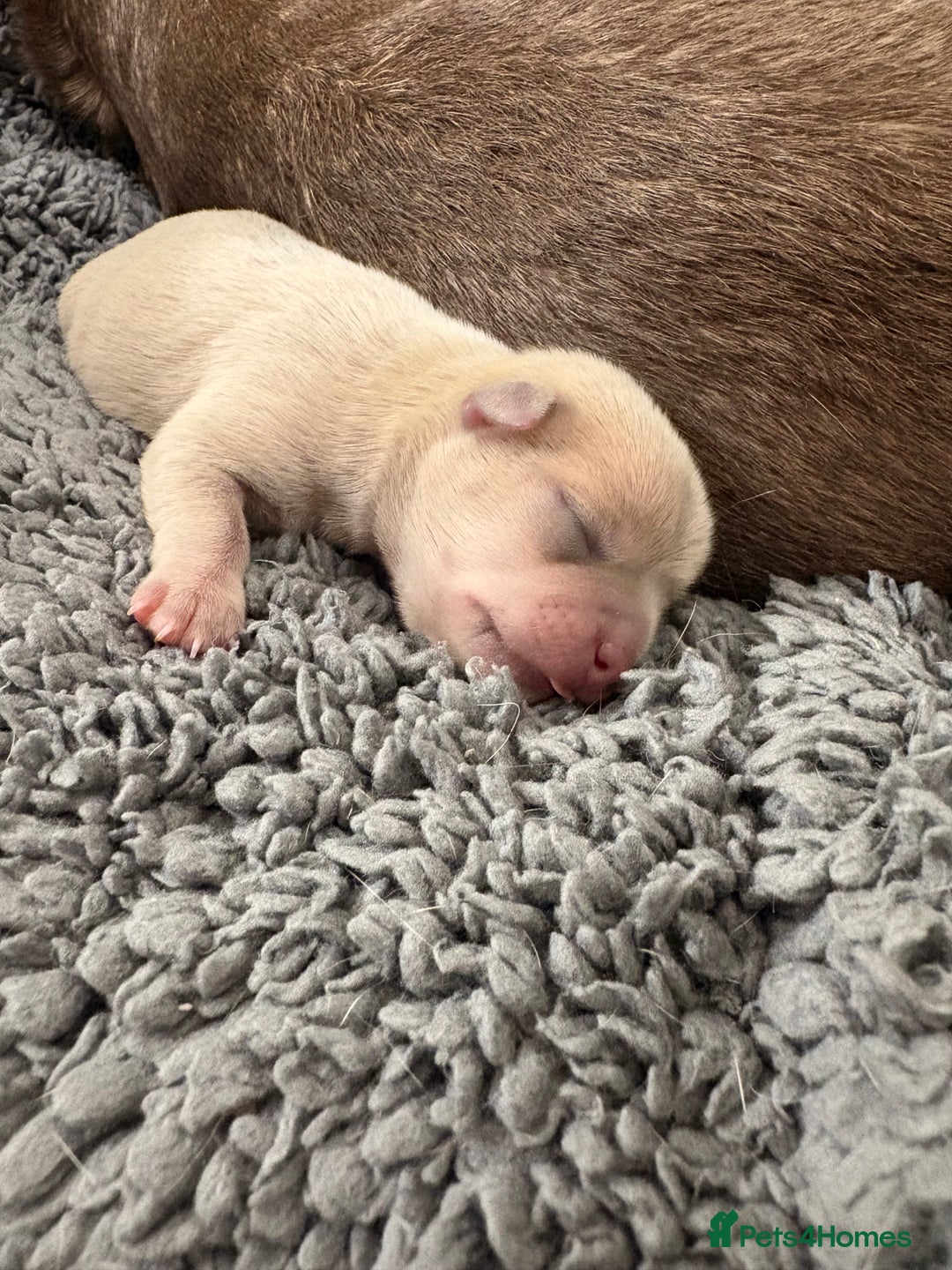 Chihuahua dogs for sale: Stunning Chihuahua Puppies!!  - Advert 8