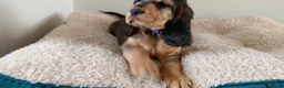 Cocker Spaniel dogs for sale: READY TO LEAVE working cocker spaniel pups - Advert 8