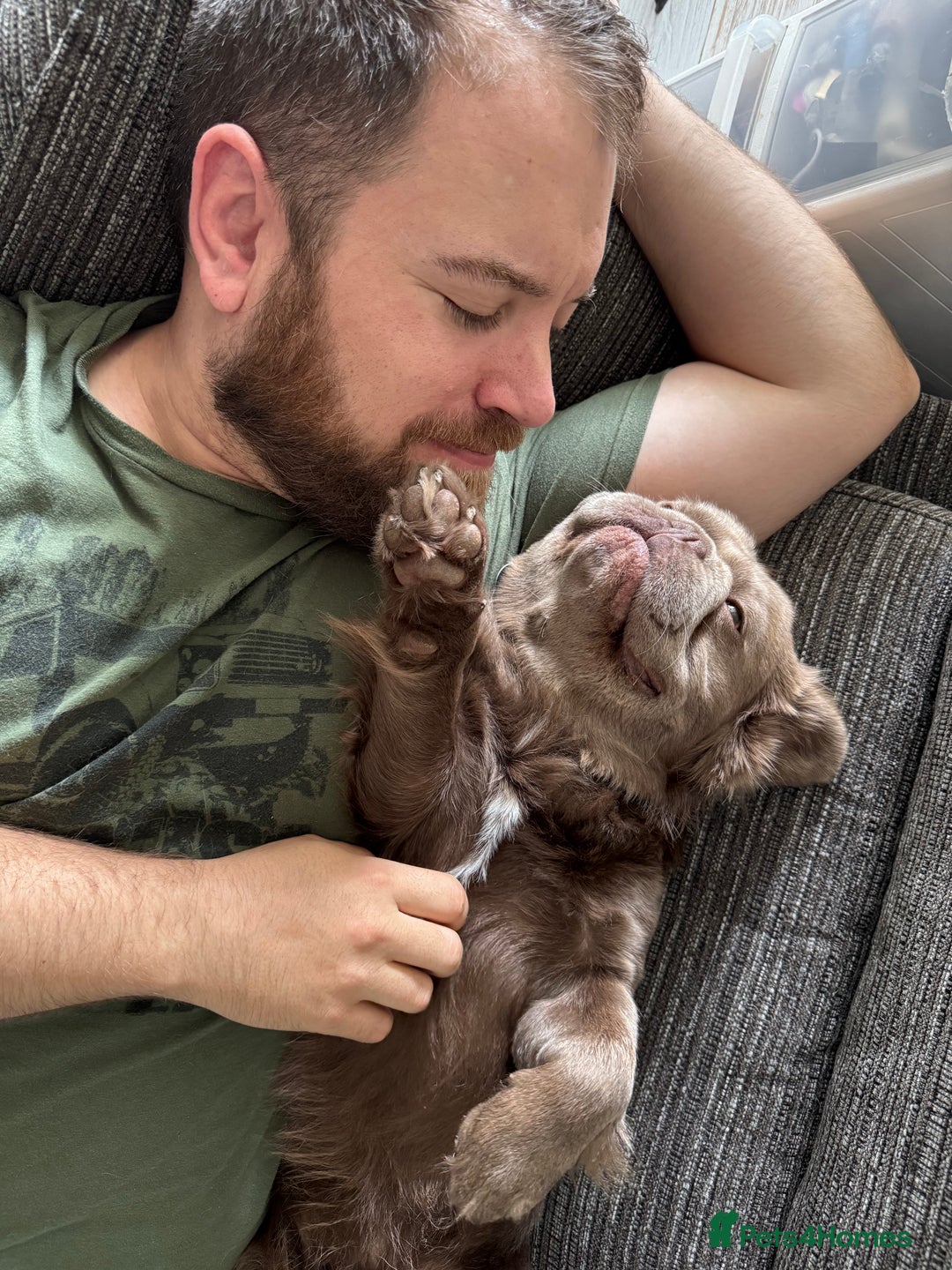 French Bulldog dogs for stud: *STUD* KC NEW SHADE ISABELLE FLUFFY FRENCH BULLDOG in Tonbridge - Advert 15