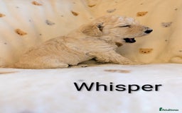 Standard Poodle dogs for sale: Standard poodles - Image 29