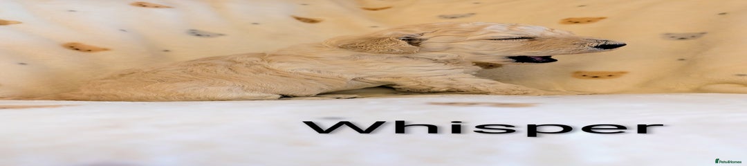 Standard Poodle Puppy 5