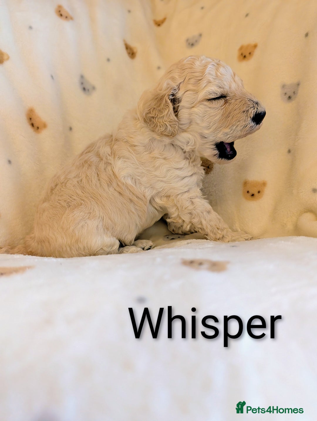 Standard Poodle dogs for sale: Standard poodles - Image 29