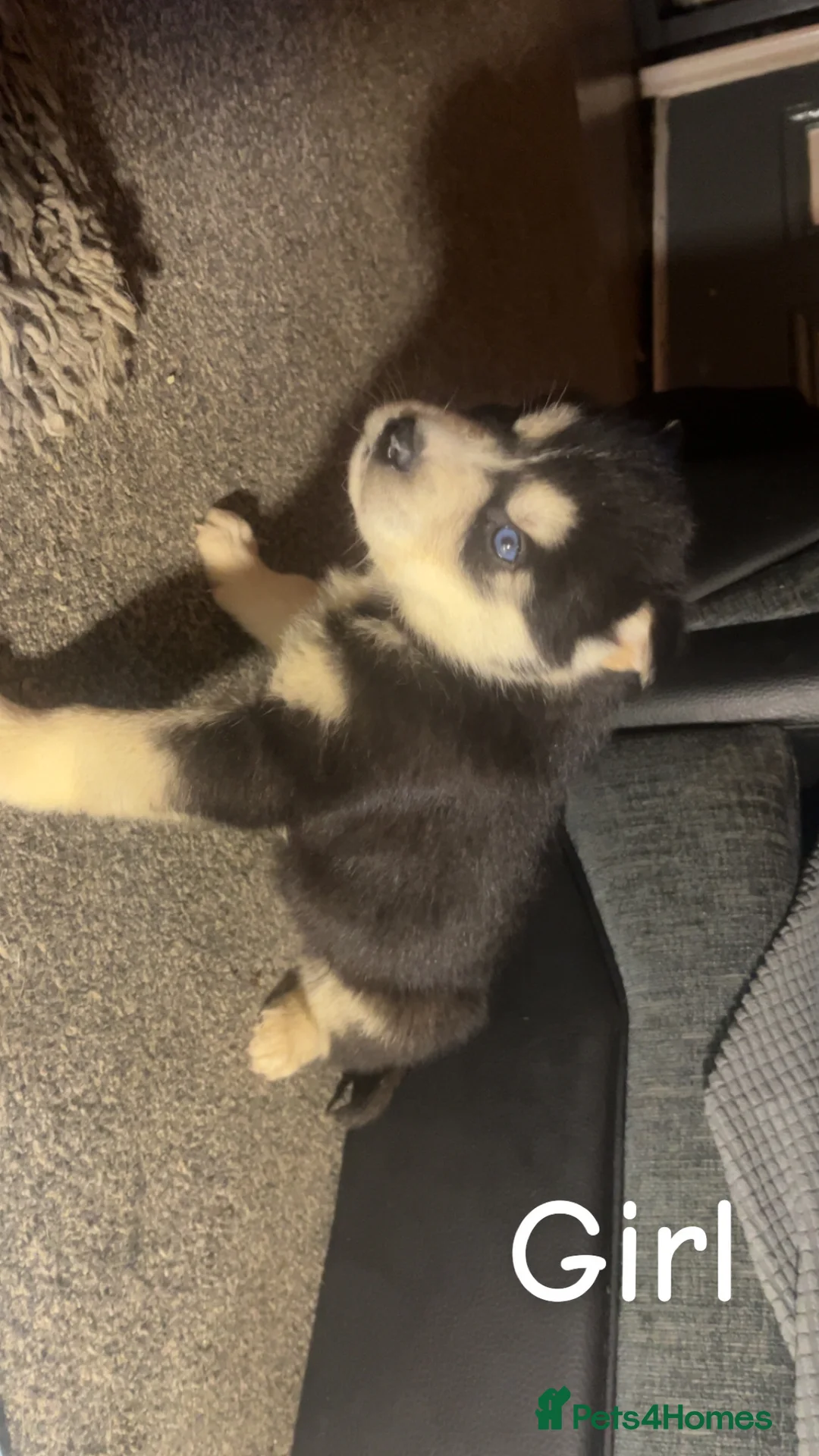 Siberian Husky dogs for sale: 7 husky pups - Advert 5