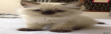Ragdoll 5