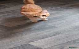 Kurilian Bobtail cats for sale: Russian korilian bobtail cross - Image 2