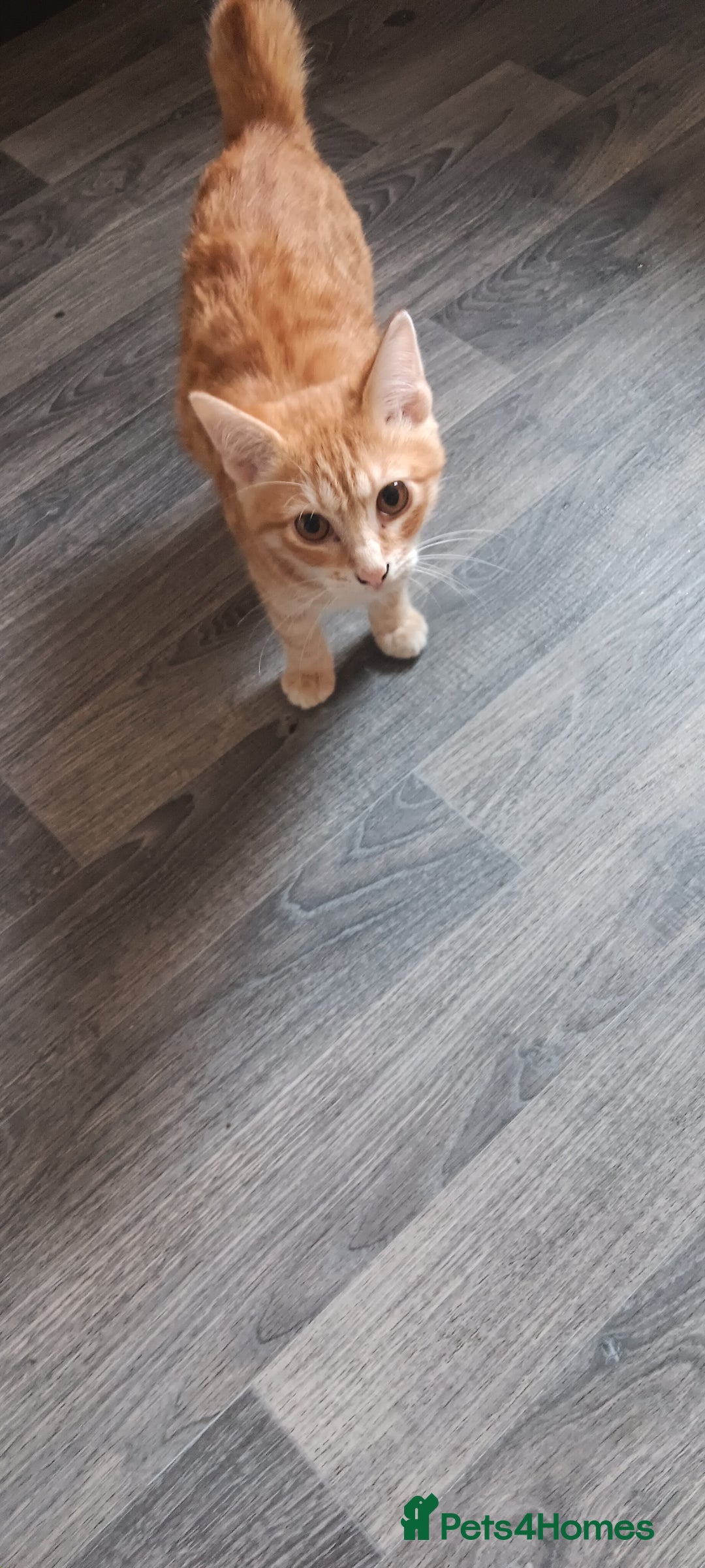 Kurilian Bobtail cats for sale: Russian korilian bobtail cross - Image 2