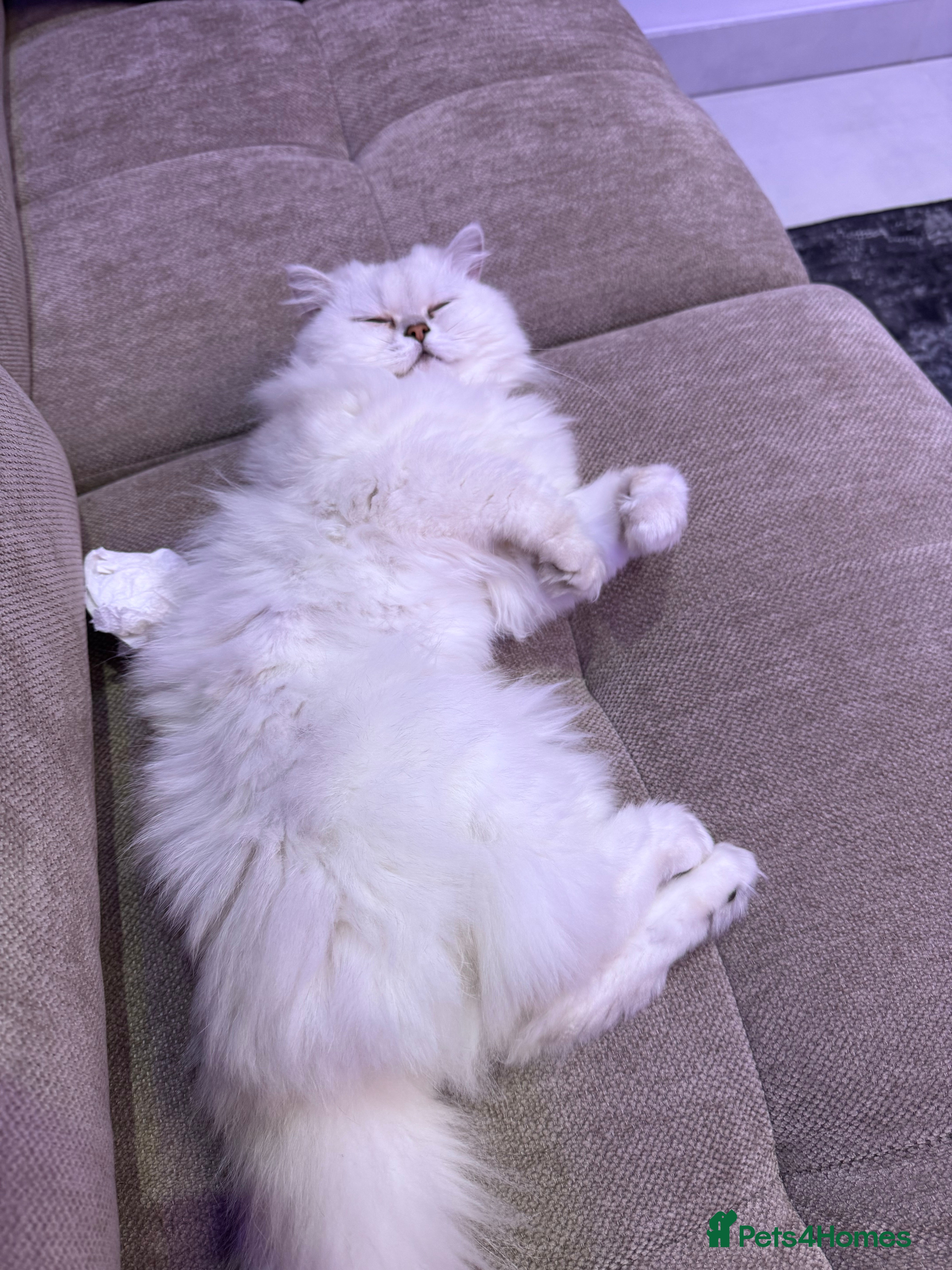 British Longhair cats Find new home for my lovely cat - Advert 2