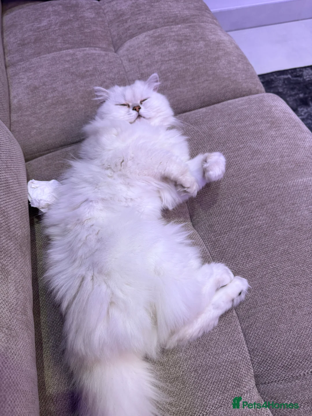 British Longhair cats for sale: Find new home for my lovely cat - Advert 1