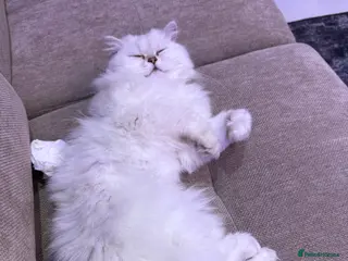 British Longhair cats Find new home for my lovely cat - Advert 2