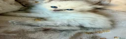 Ragdoll cats for sale: Ragdoll kittens in Blackburn - Advert 14