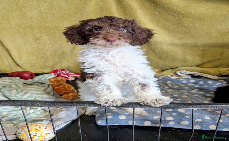 Cockapoo dogs - Advert 2