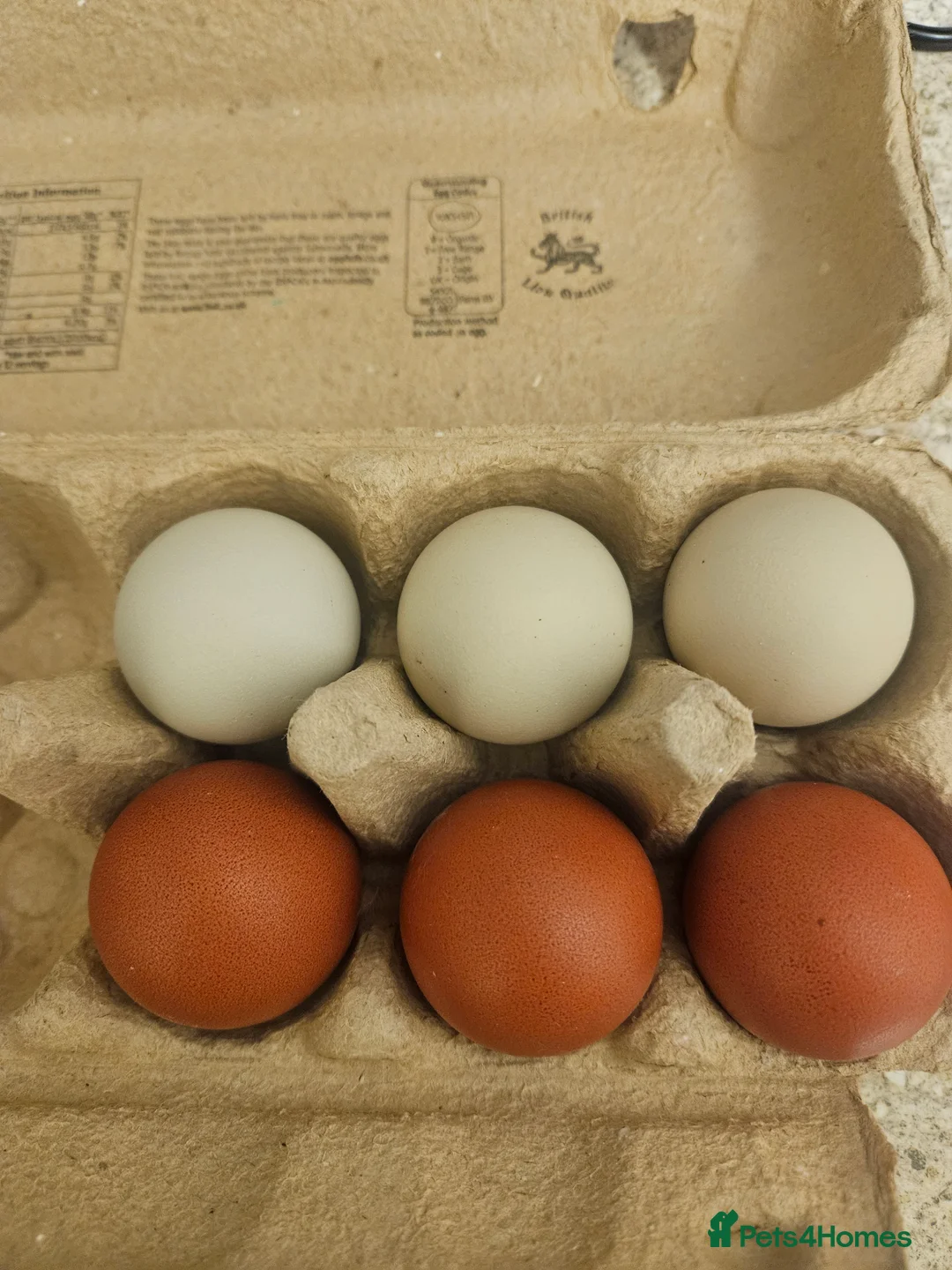 Chickens poultry for sale: Hatching chicken eggs - Advert 2