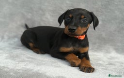 Dobermann dogs for sale: Kc Reg.European Blood lines Doberman Puppies - Image 16