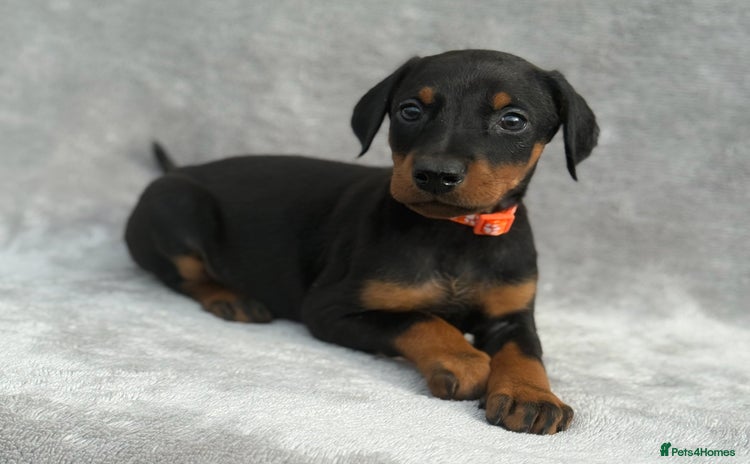 Dobermann dogs - Advert 3